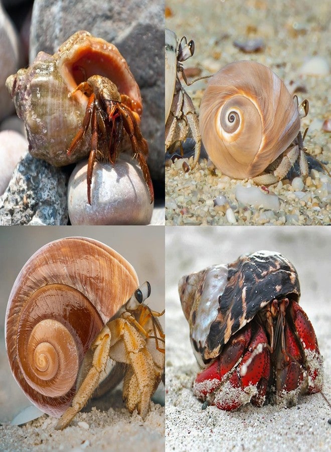QICQDRAM Boutique Extra to Large Hermit Crab Shells 2.9"-3.3" Natural Hermit Crab Shells Opening Size 1.2" - 2" for Hermit Crab Turbo Growth Shells Hermit Crab Supplies - Image 4